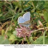 polyommatus eros tshetvericovi male2